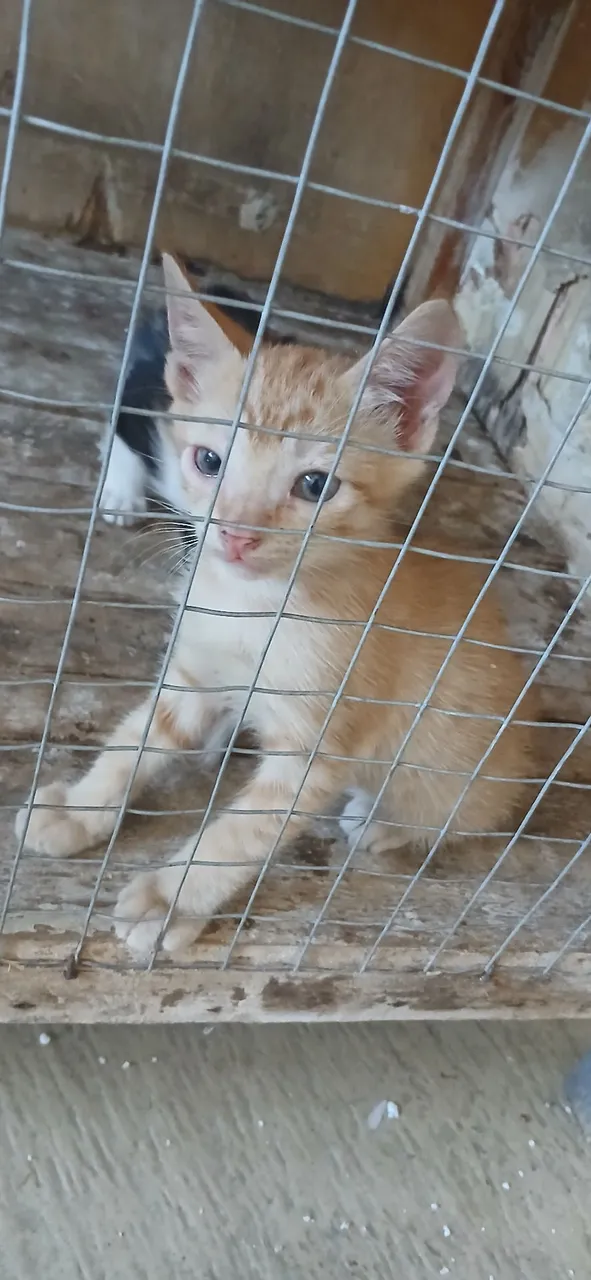Gatinhos amigáveis