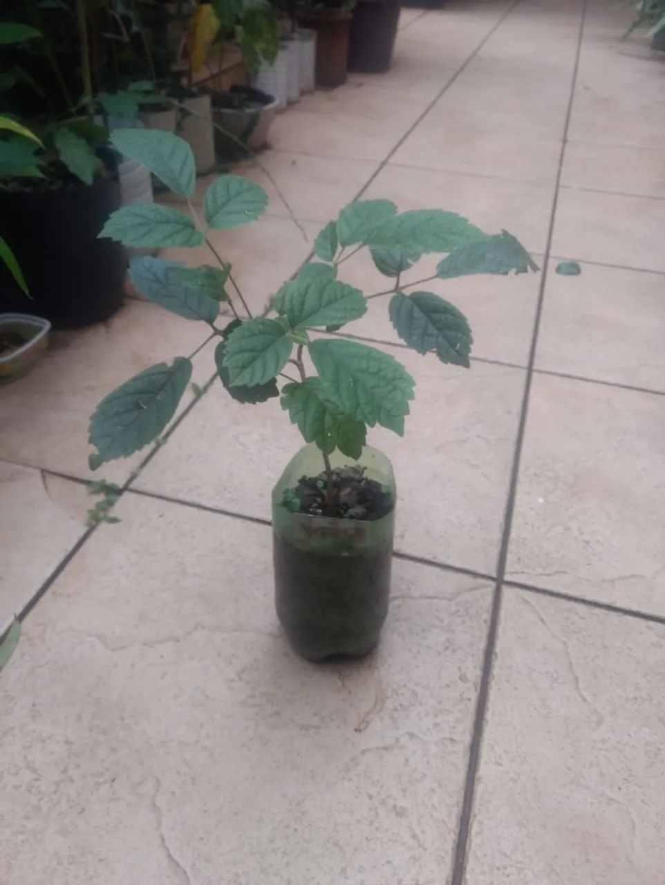 Vendo Mudas de Amarelo - Guarulhos  - Foto 3