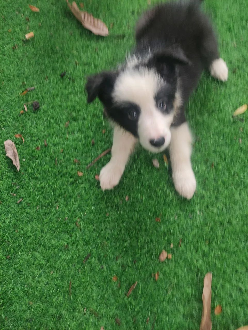 Filhotes de Border Collie  - Foto 2