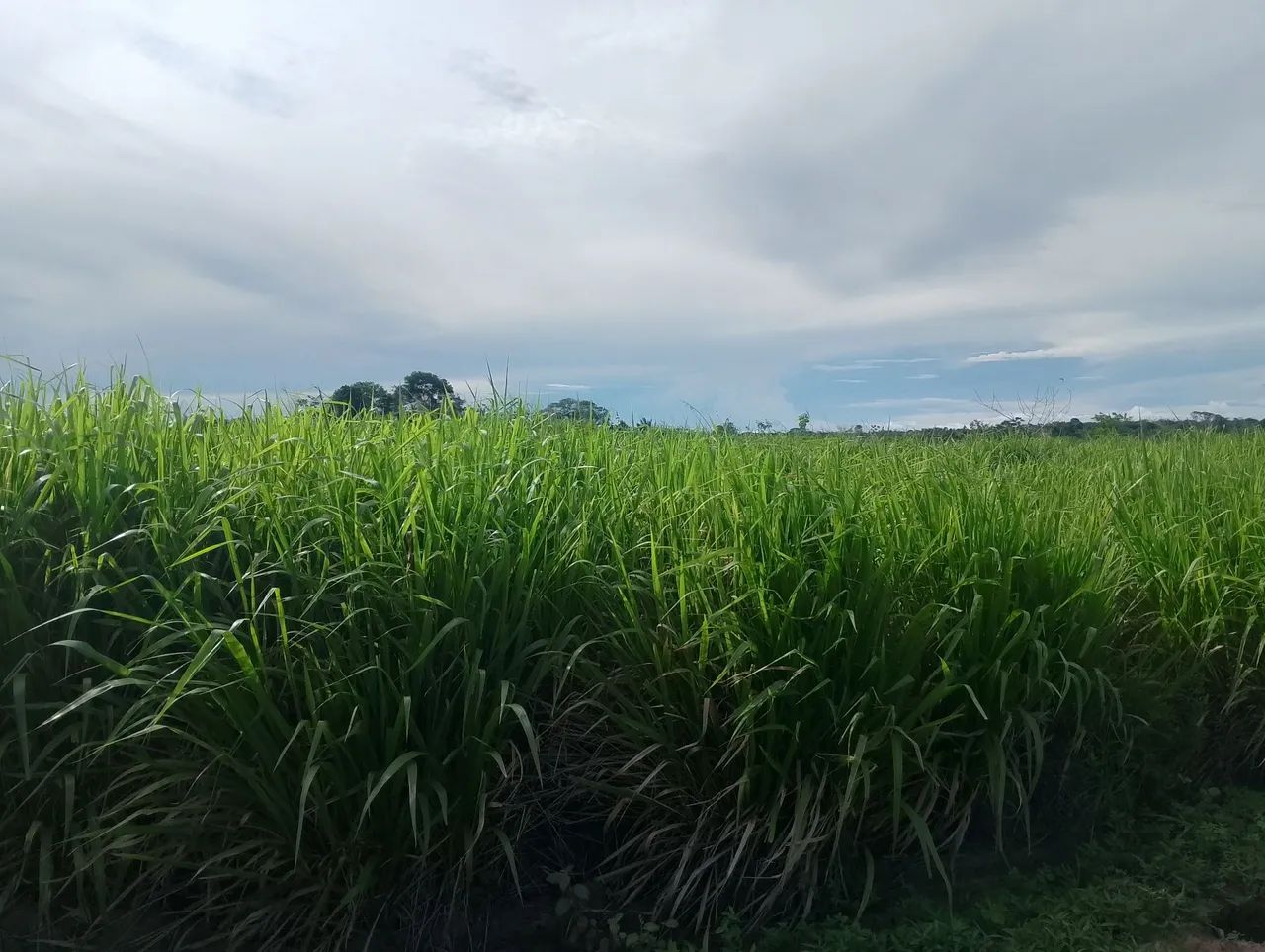Aluguel de pasto preço aconbina 