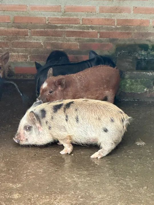 Mini porcos disponíveis (mini pig, mini porcos) - Foto 2
