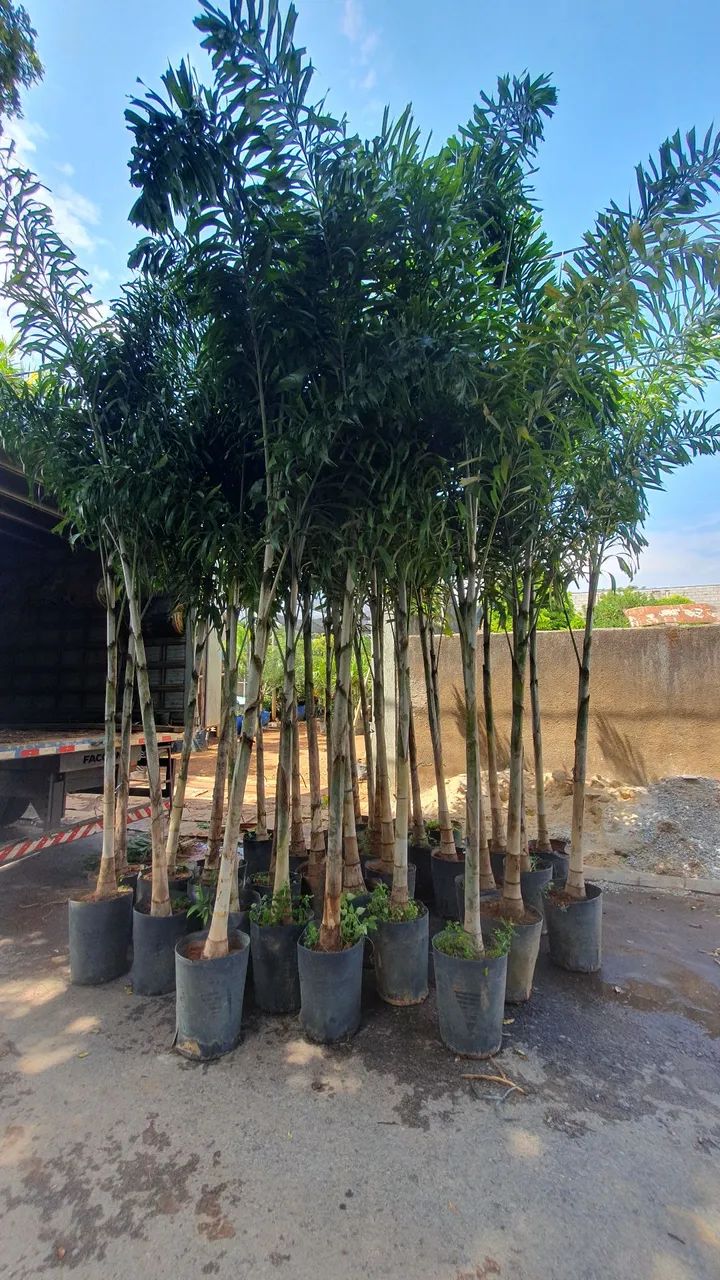 PALMEIRA RABO DE RAPOSA 3,5 M