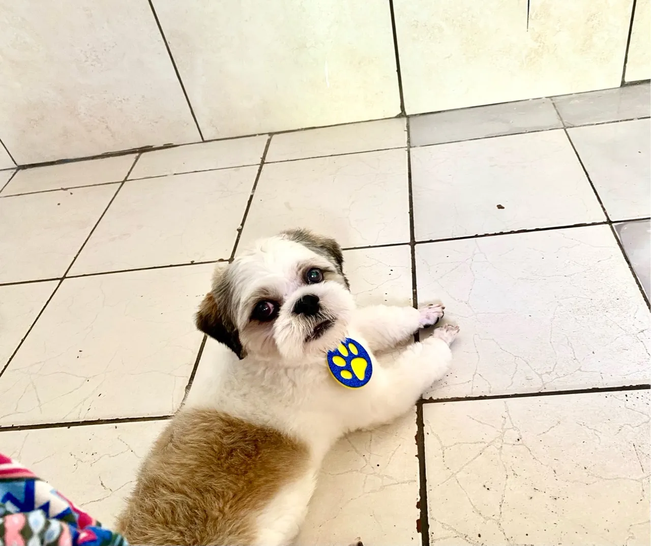 Shih Tzu filhote charmoso e brincalhão super dócil 1 ano