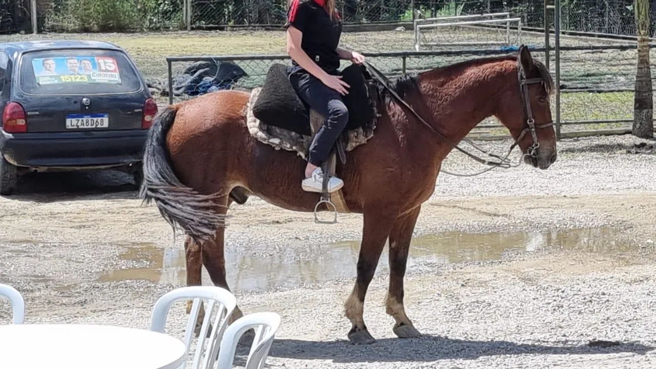 Cavalo manso  - Foto 2