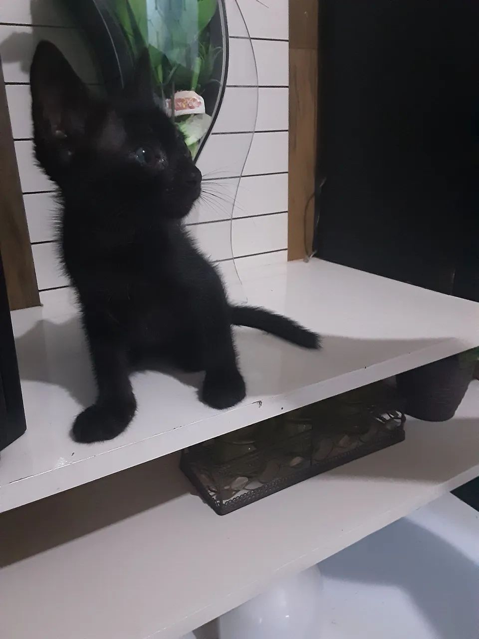 Gatinha filhote fêmea pra adoção  - Foto 4