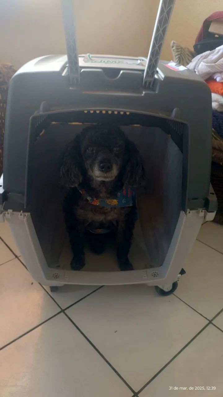 Caixa de Transporte para Cães - Foto 3