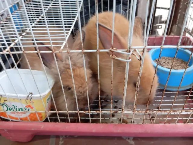 Filhote de Coelho da Raça Lion - Foto 6