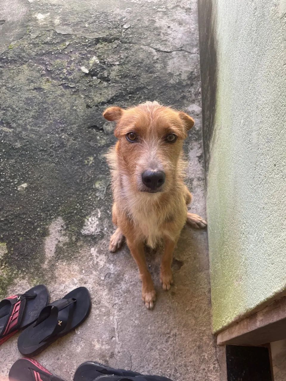 Cachorro caramelo para adoção - Foto 2
