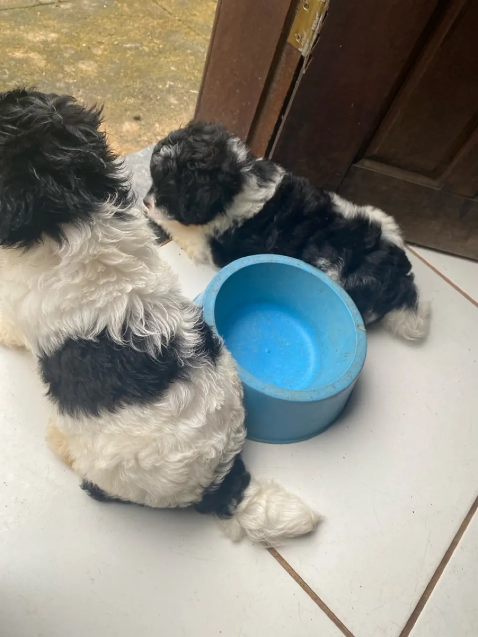 Shihttzu misturado com poodle 