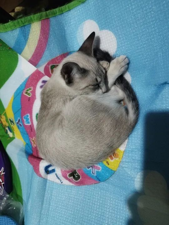 Adoção Responsável  - Foto 3