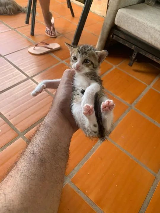 FILHOTES DE GATA PERSA - Foto 2