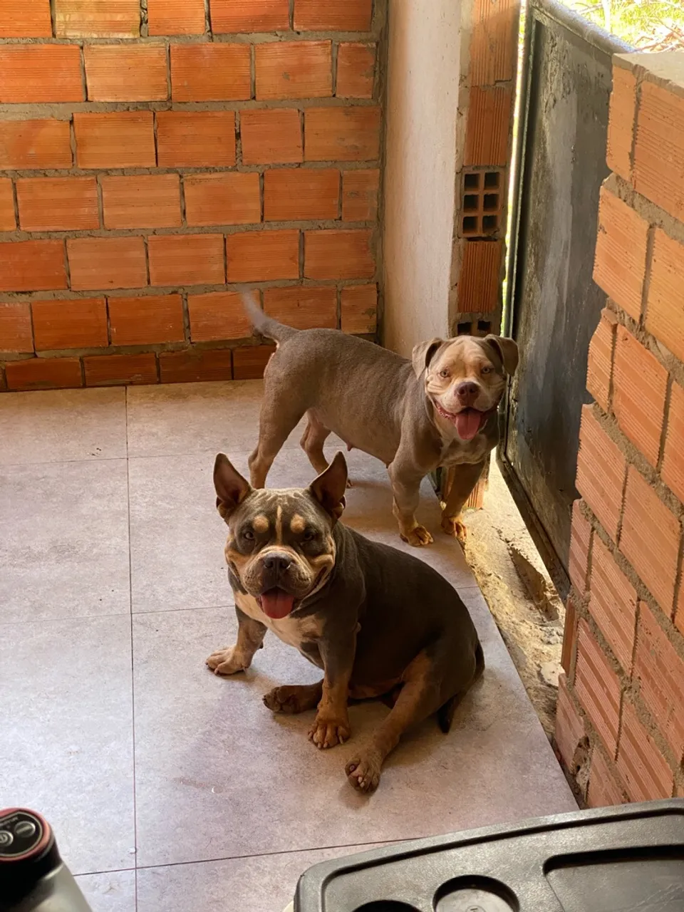 American bully disponível