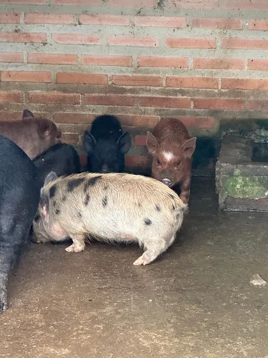 Mini porcos disponíveis (mini pig, mini porcos) - Foto 3