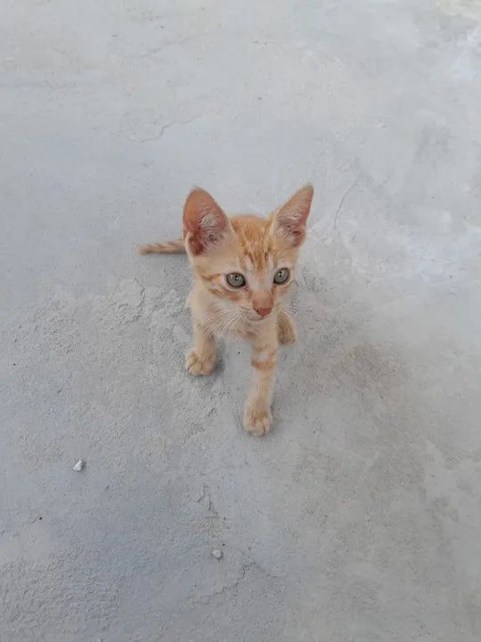 Gatinhos machos para doação  - Foto 3