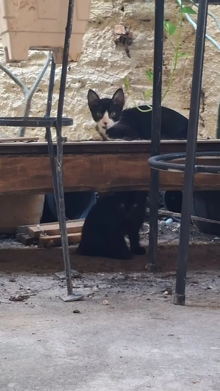 Gatinhos para adoção