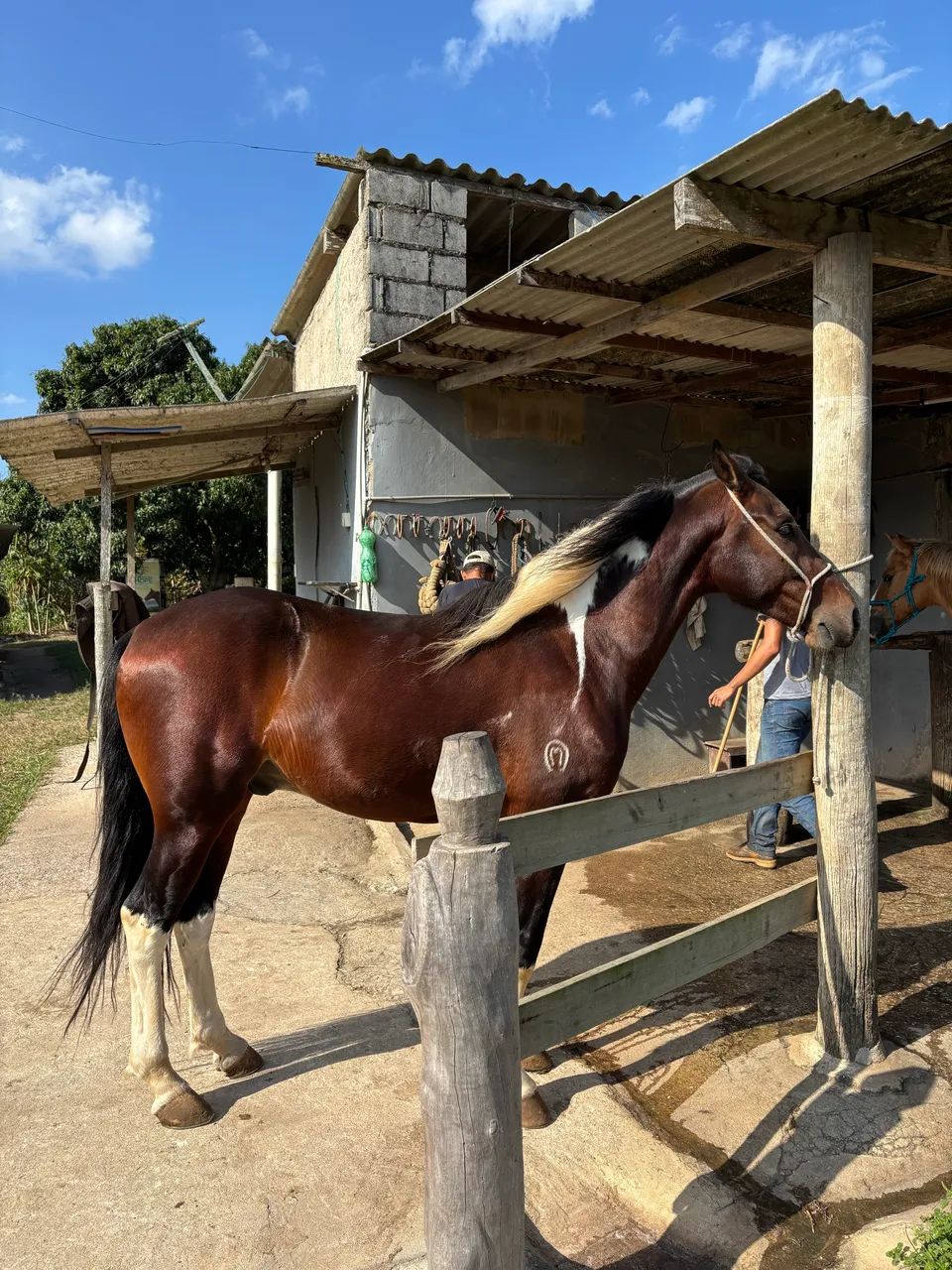 Mangalarga Pampa Puro Registrado Filho do Havaiano Macaé  - Foto 5