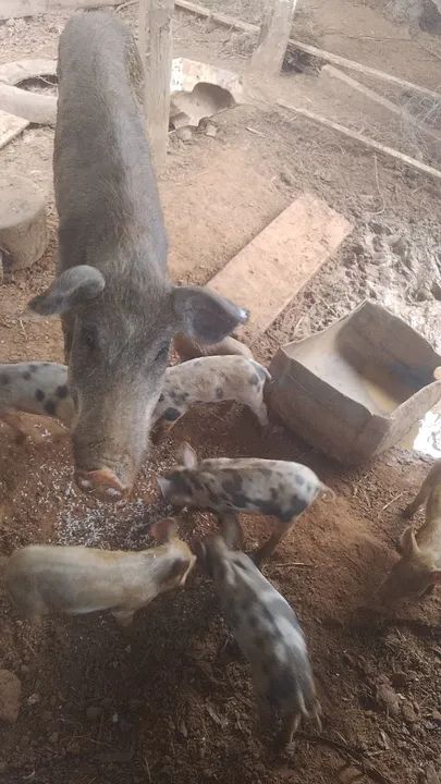 Vendo uma porca com 7letoes 