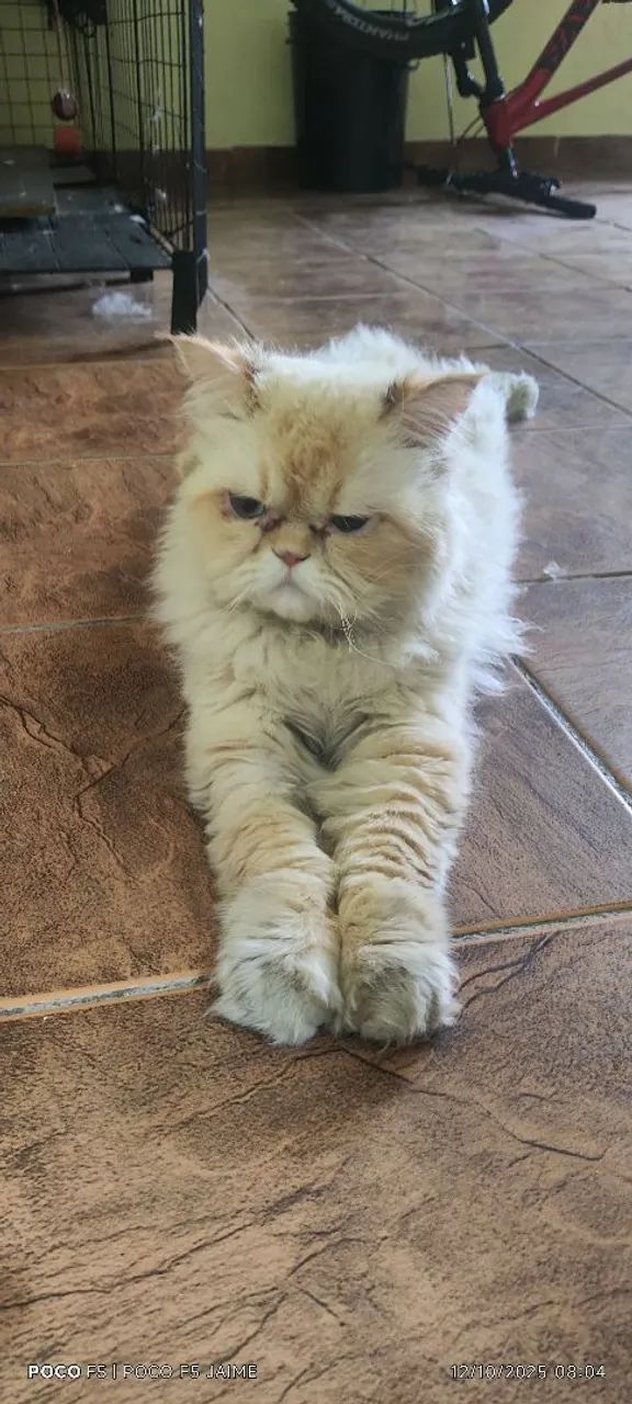 Gato persa  - Foto 2