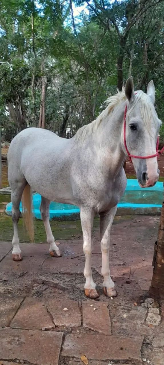 Cavalo ?  - Foto 2
