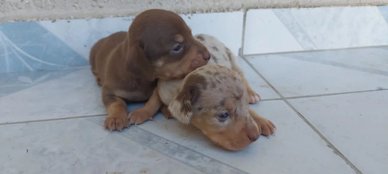 Dachshund Miniatura Lindos Filhotes Alerquim e Chocolate  - Foto 6