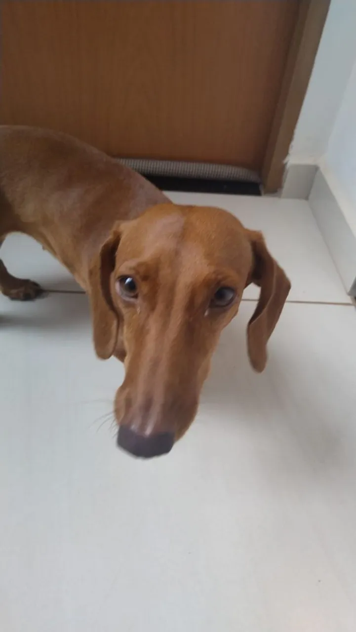 Dachshund ADULTO CASTRADA FÊMEA