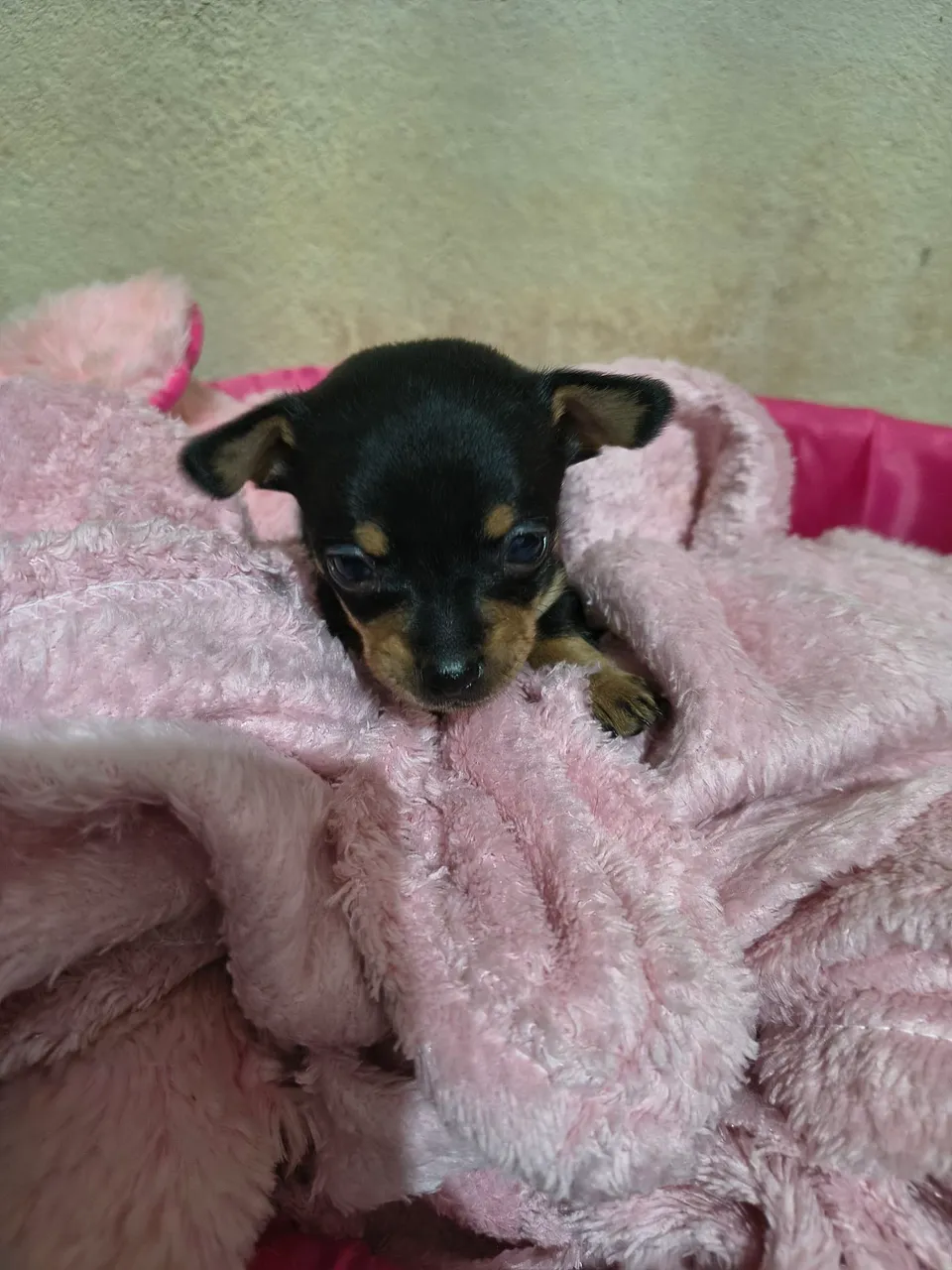 Filhote de Pinscher fêmea
