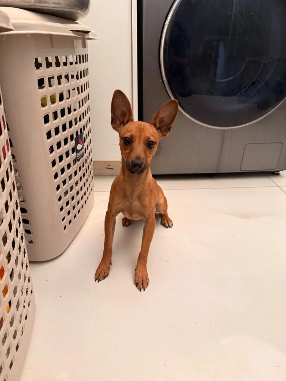 Pincher adoçao - Foto 2