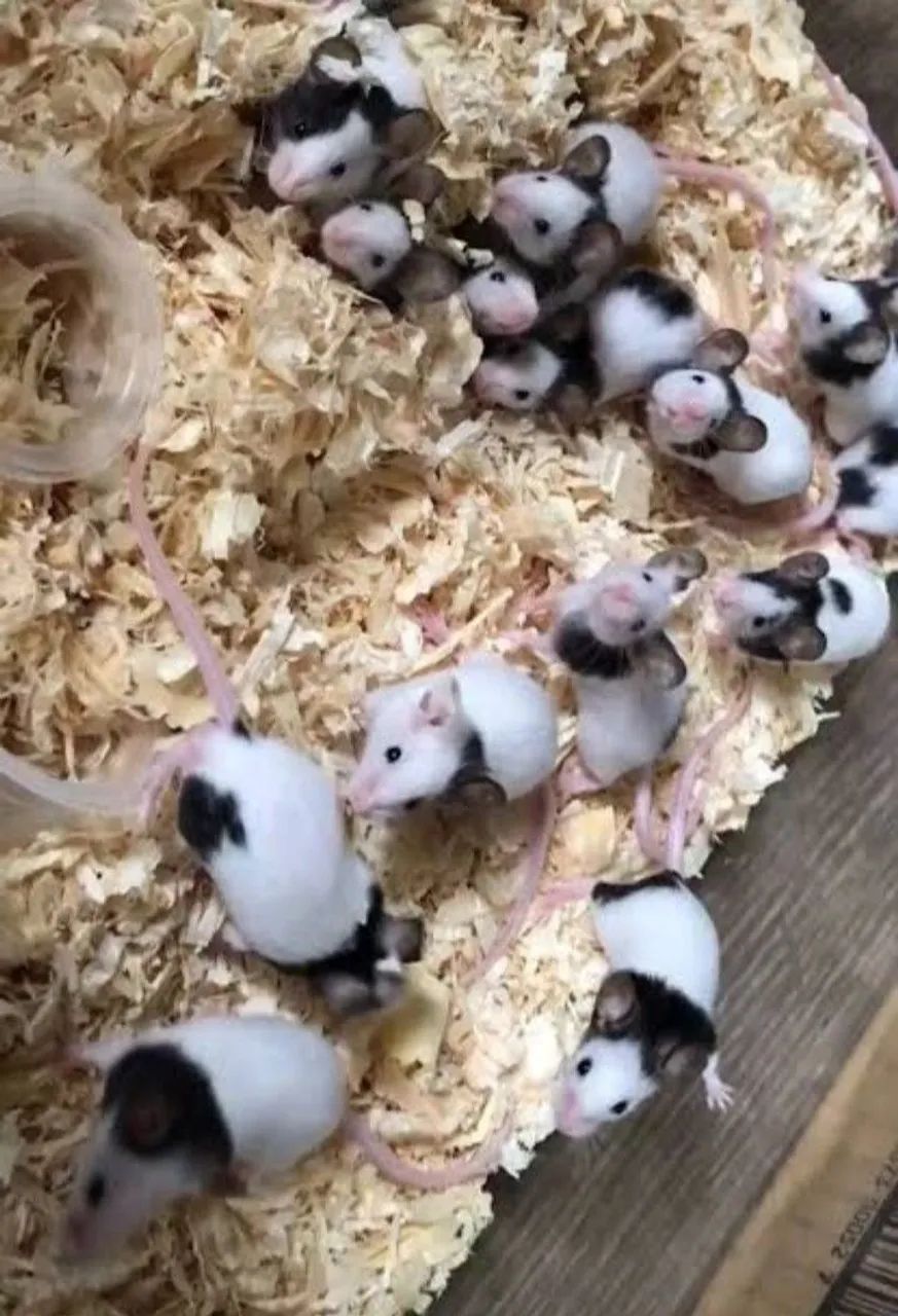 Topolinos puros - Foto 4