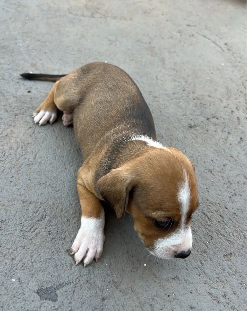 Doação de cachorrinhos Filhotes  - Foto 5