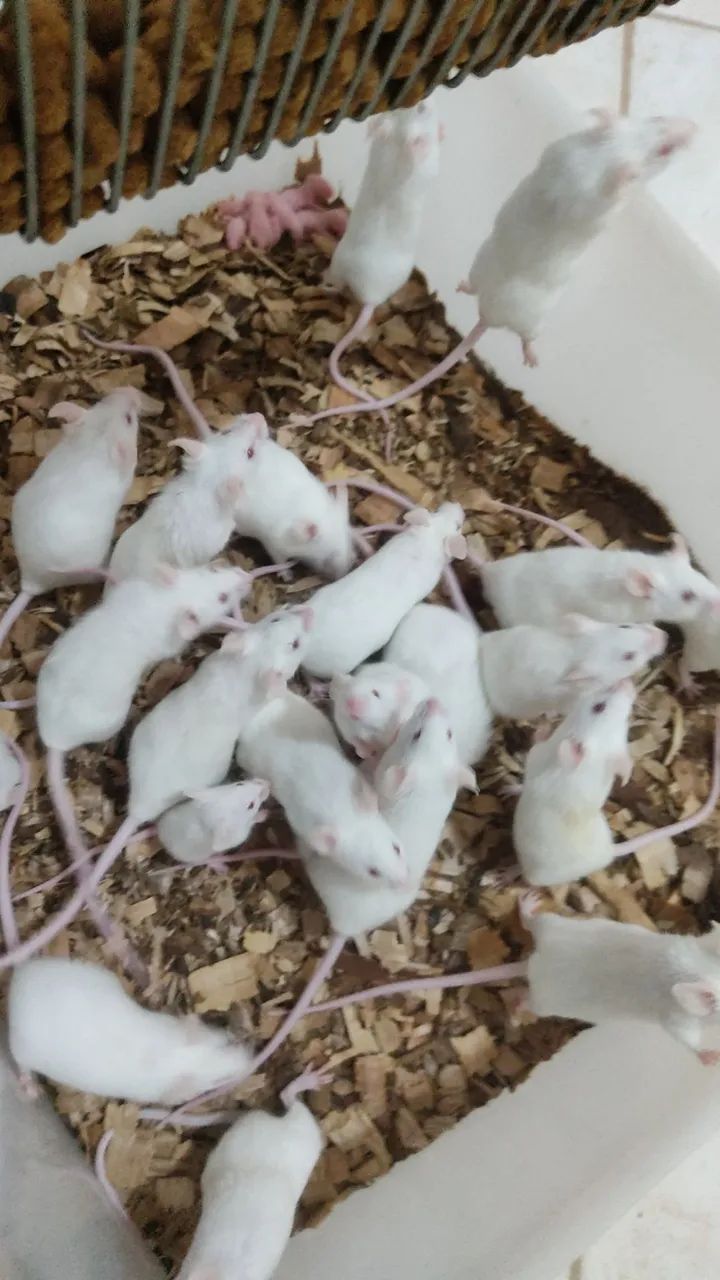 Camundongos  - Foto 4