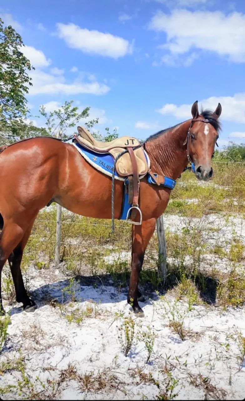 Cavalos