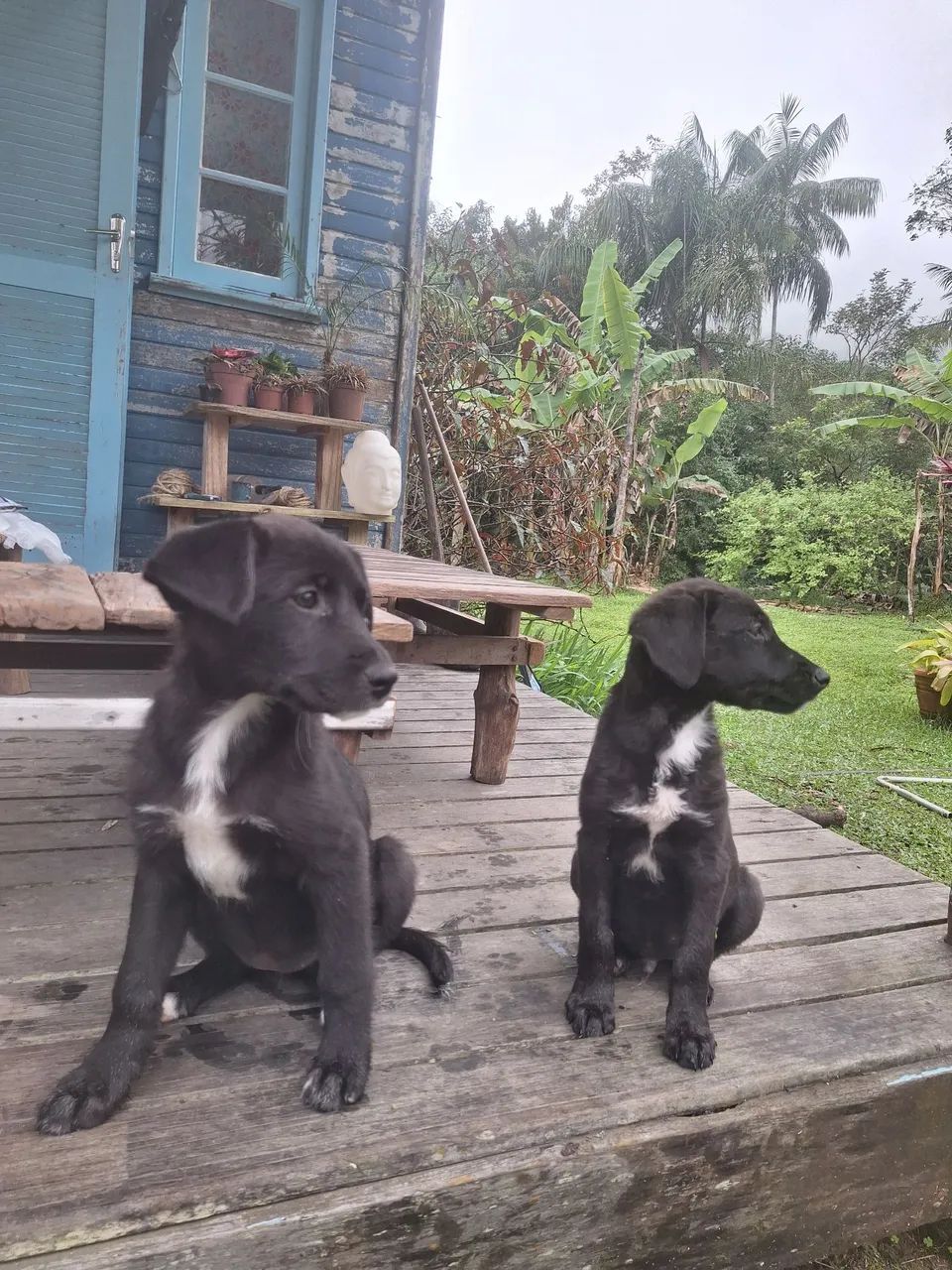 Cachorrinhos - Foto 2