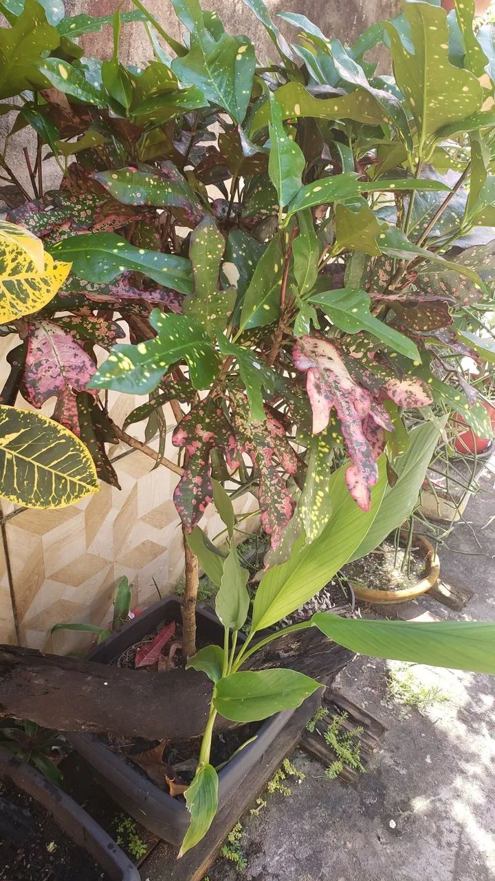 Crotons em formato tipo arboreta  - Foto 2