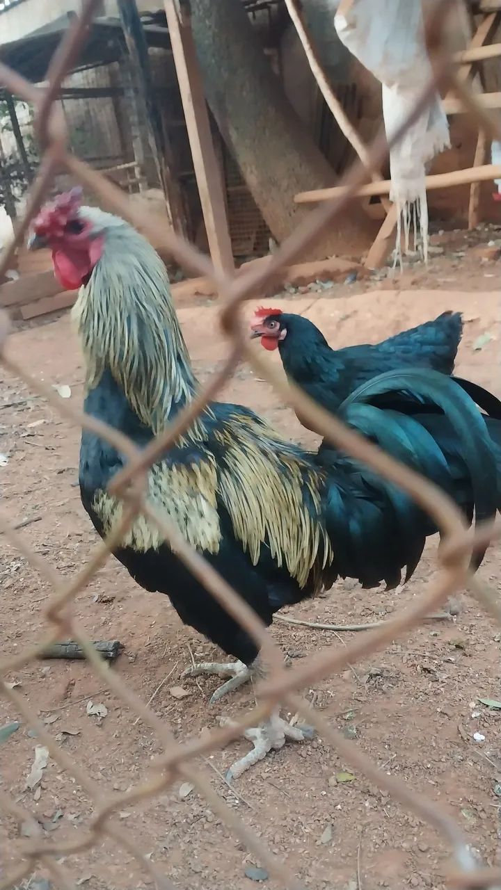 Galos caipira  - Foto 2