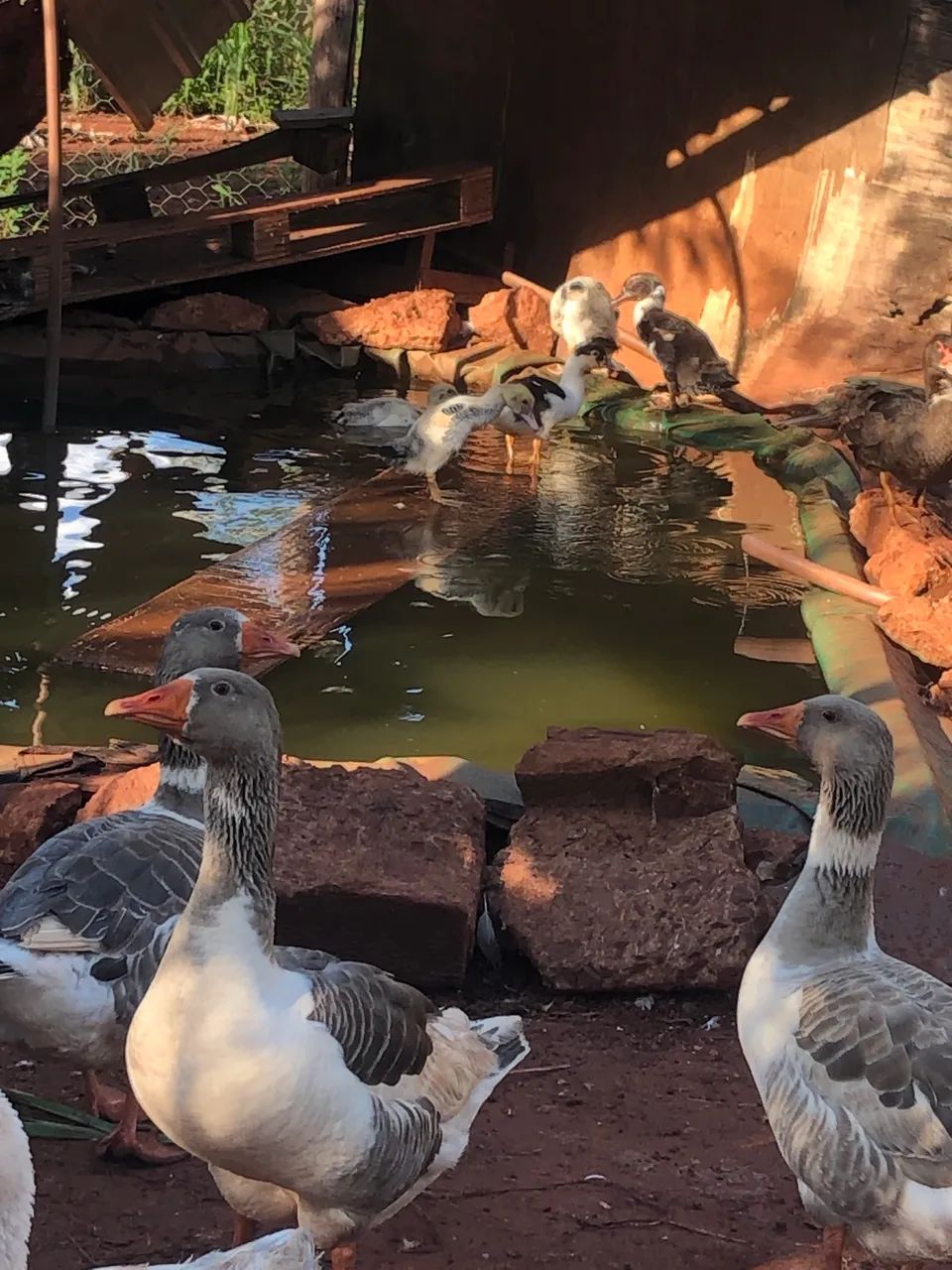 Vende-se gansos e patos  - Foto 4