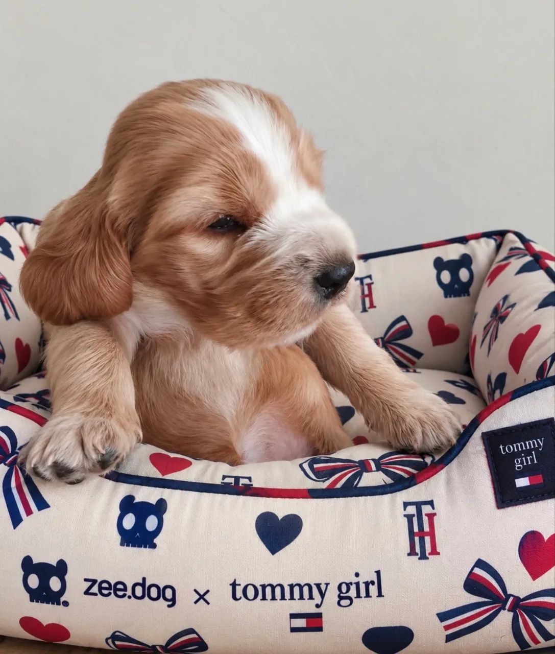 Filhotes Femeas Cocker Spaniel Ingles  - Foto 2