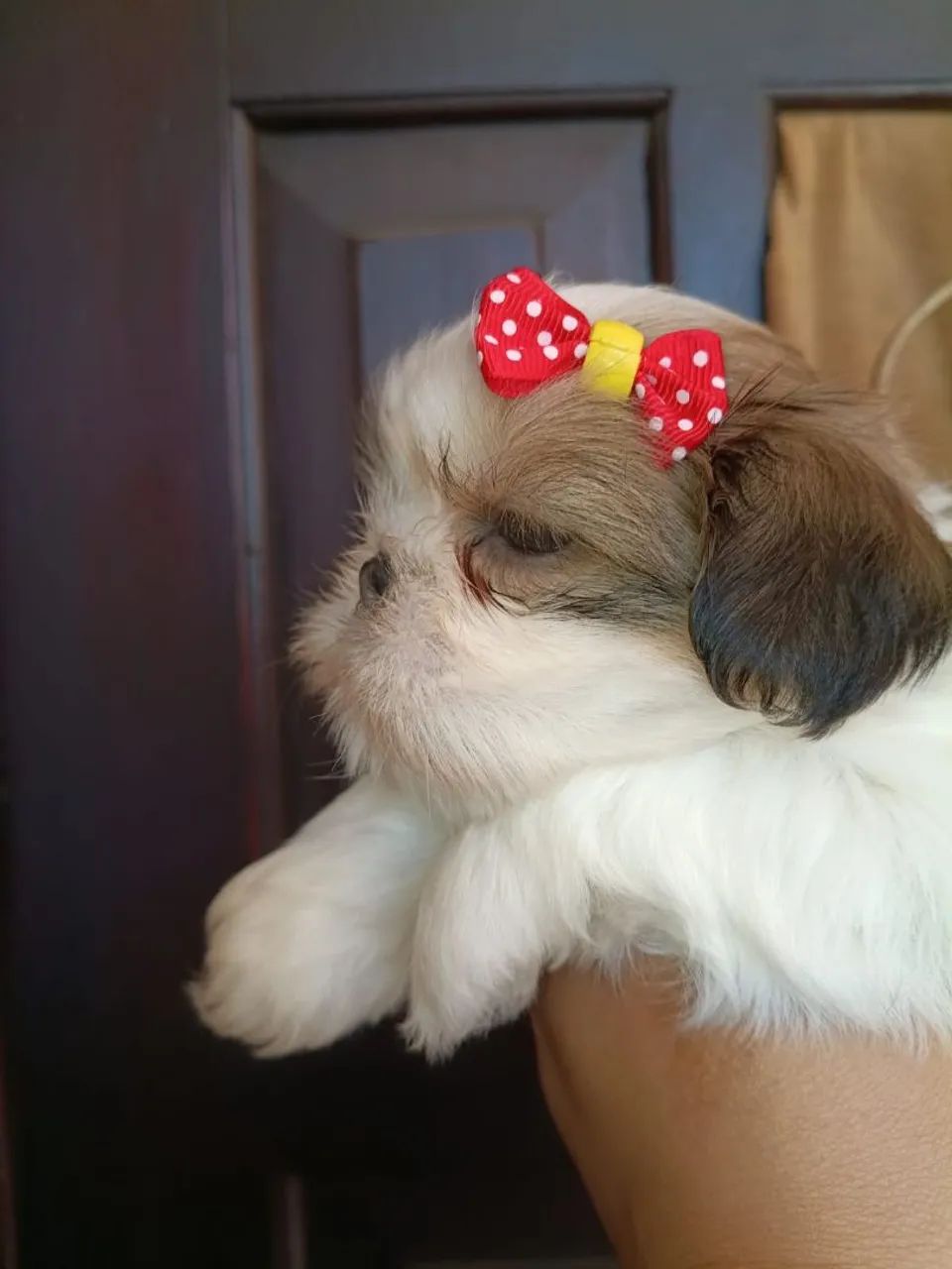 Shihtzu  - Foto 3