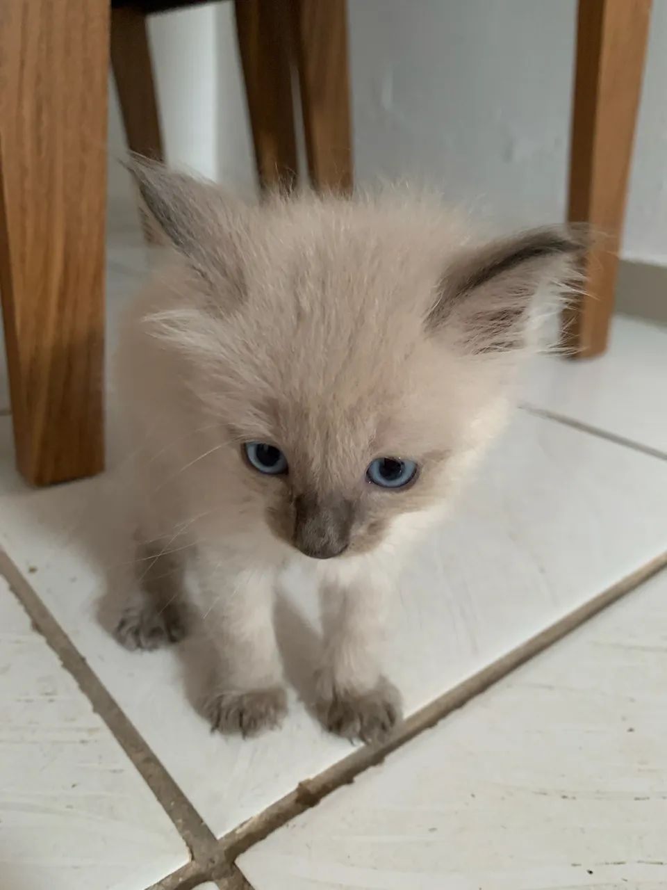 Doasse gatinha, com 1 mês e meio de vida