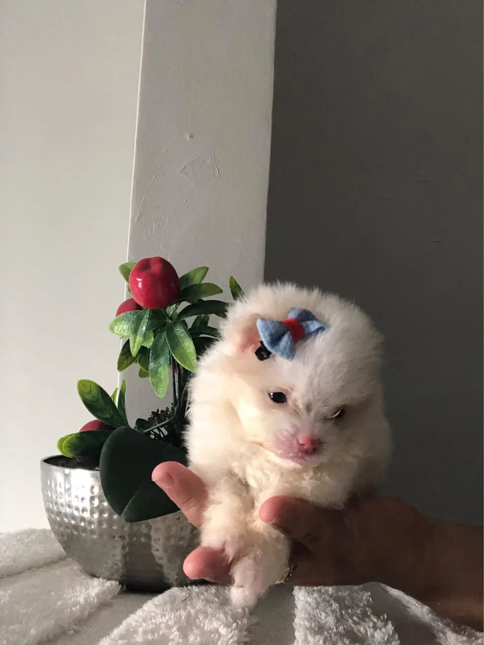 Spitz alemão  - Foto 4