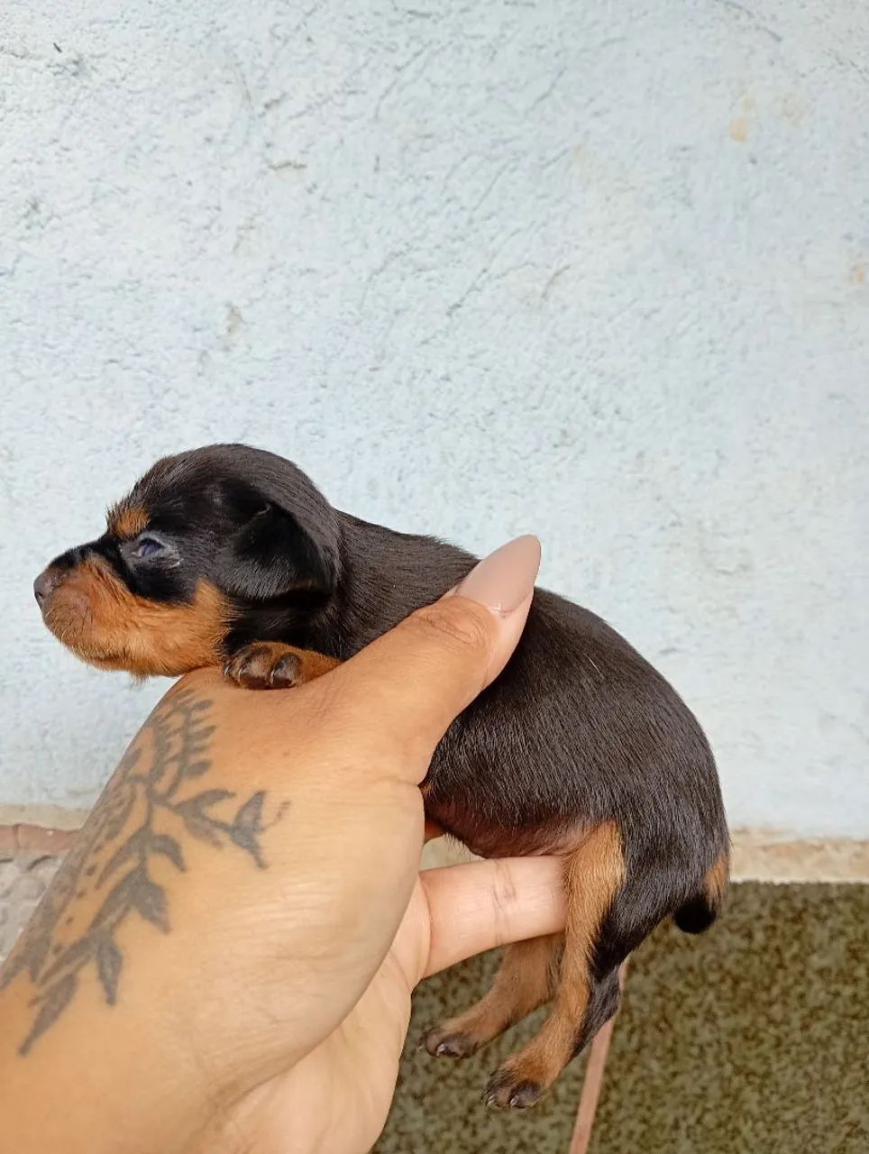 Pinscher 0  - Foto 3