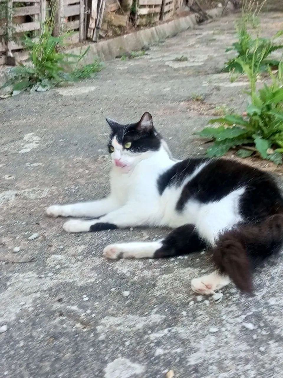 Pet - Foto 4