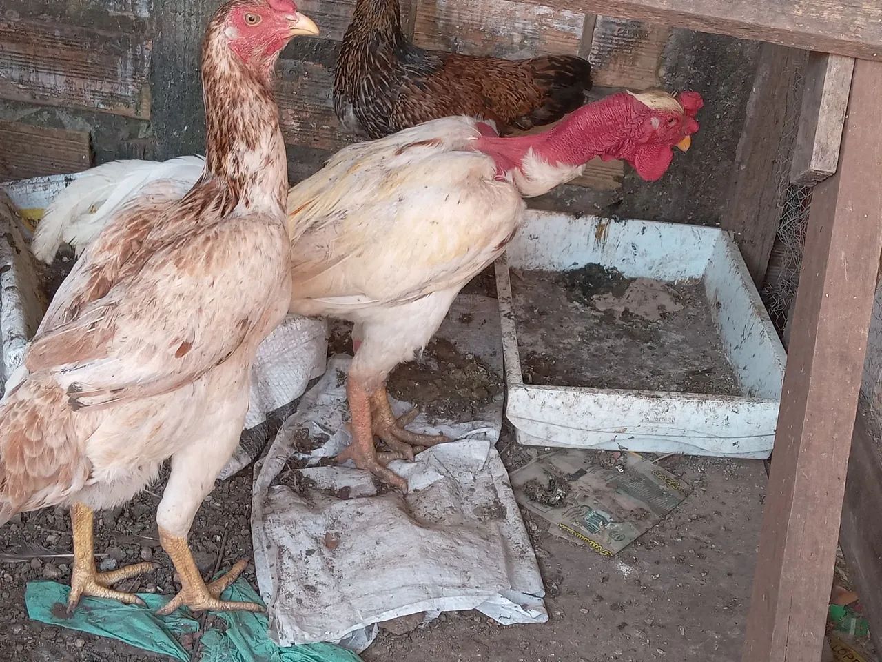 GALINHAS CAIPIRA  - Foto 2