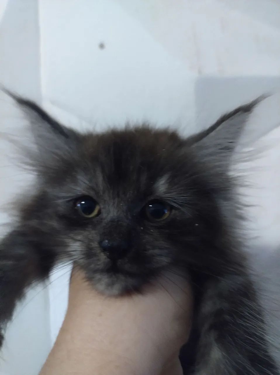 Maine coon - Foto 4