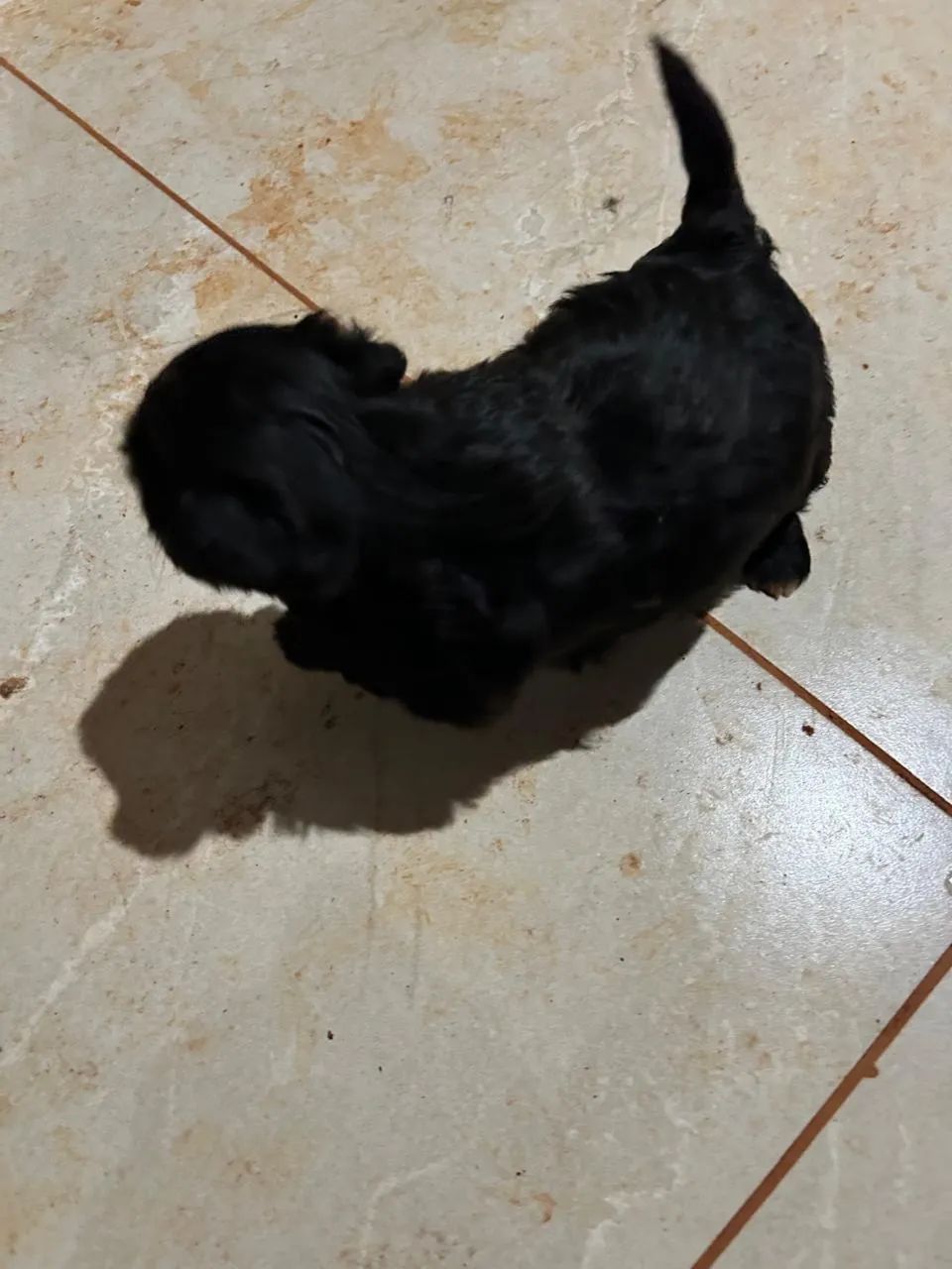 Vendo filhotes de shitzu  - Foto 3