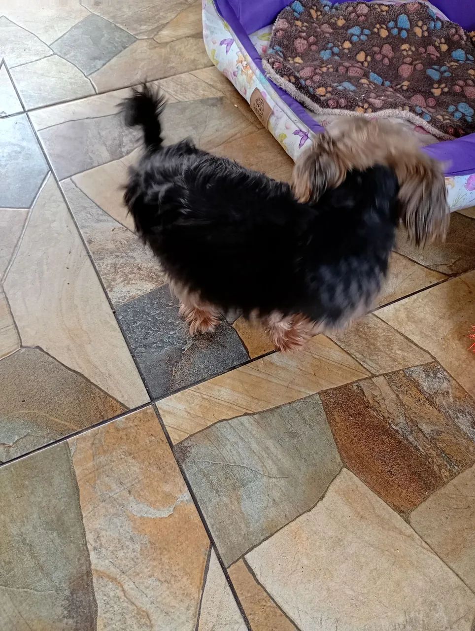 Cachorra  - Foto 2