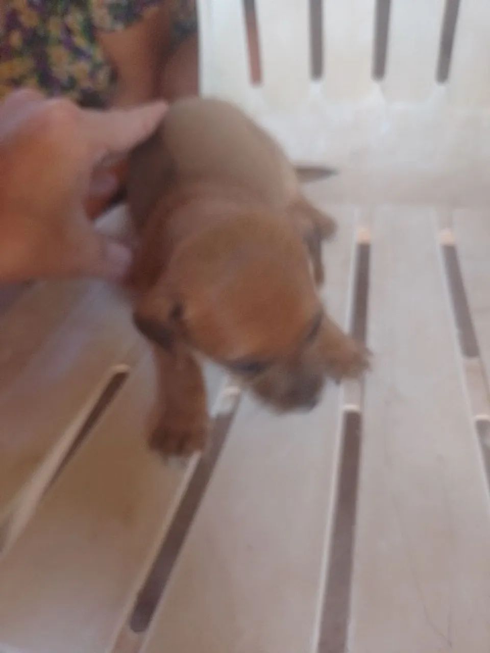 Animais De Estimação  - Foto 3
