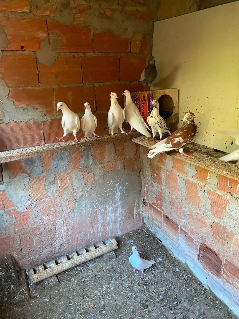 Vendo pombo  - Foto 2