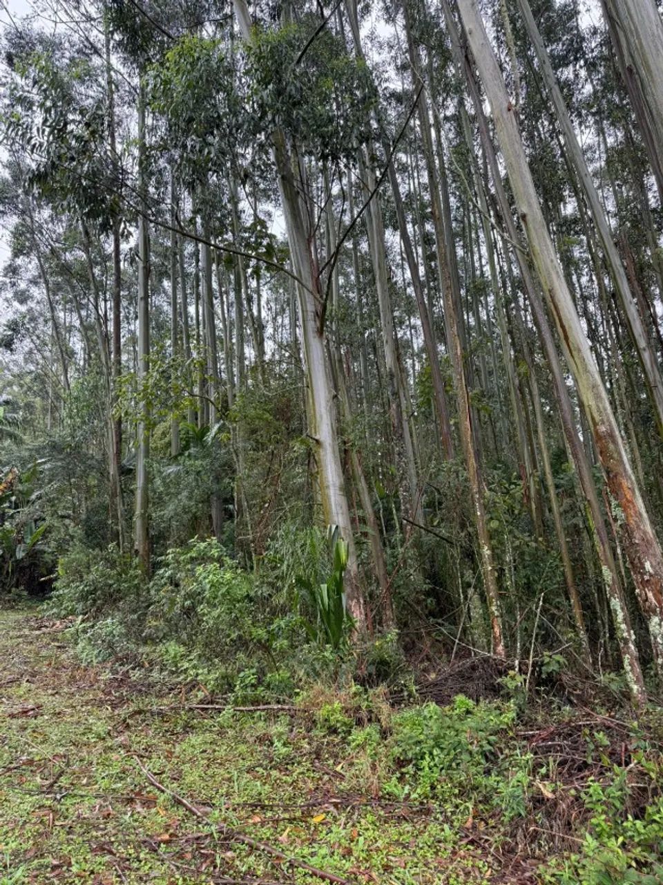 VENDE-SE TERRENO RURAL (sem Eucalipto) EM URUSSANGA/SC!! - Foto 3
