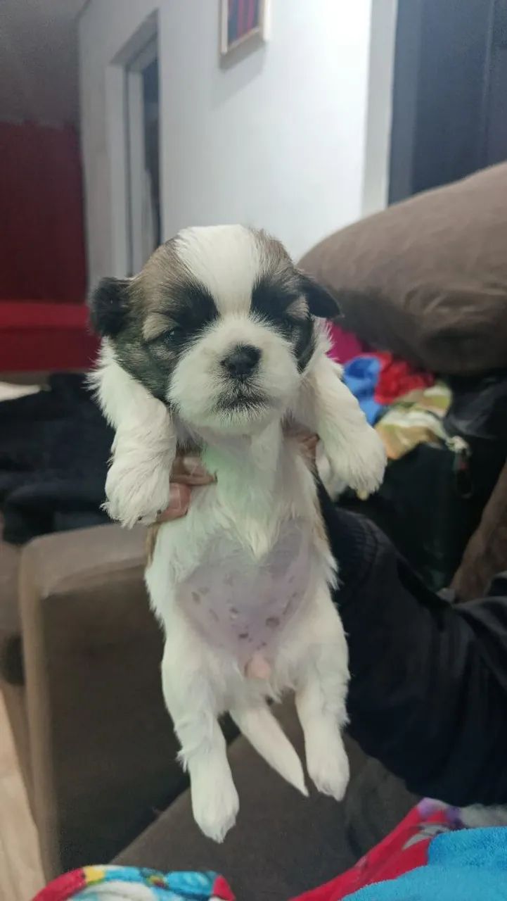 Shih Tzu  - Foto 2