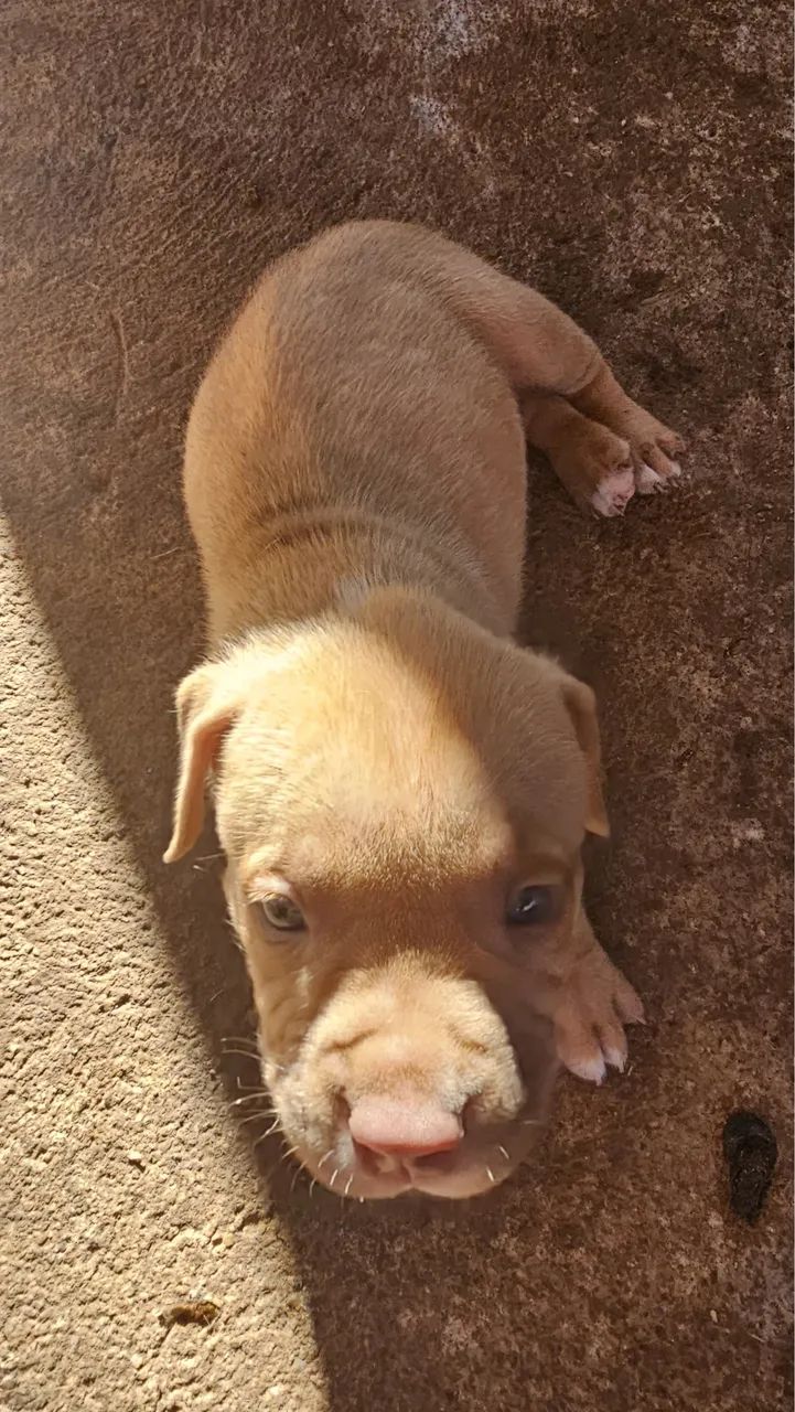 Filhotes de pitbull  - Foto 2